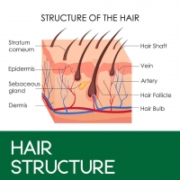 Hair Structure